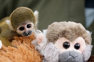 El pequeño primate fue rescatado por agentes de protección ambiental durante un operativo contra el tráfico ilícito de especies. REUTERS/Angela Ponce