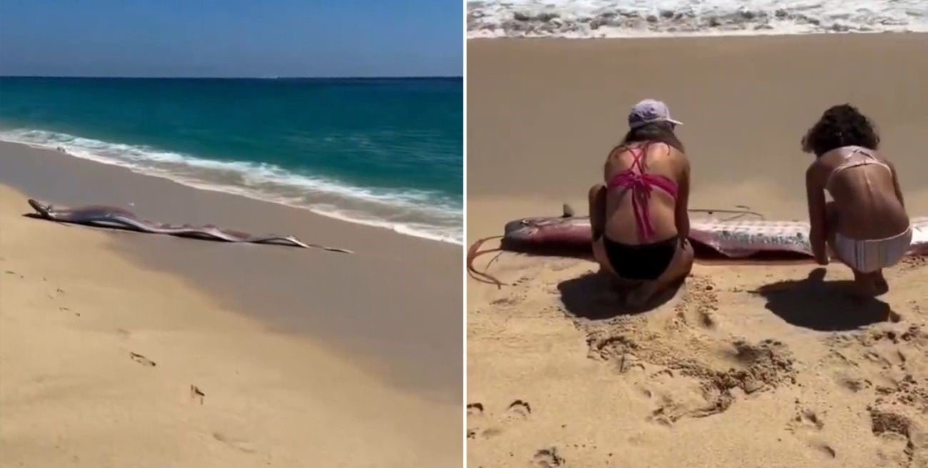 Dos peces remo aparecieron en una playa de México y reavivaron la leyenda del “fin del mundo”