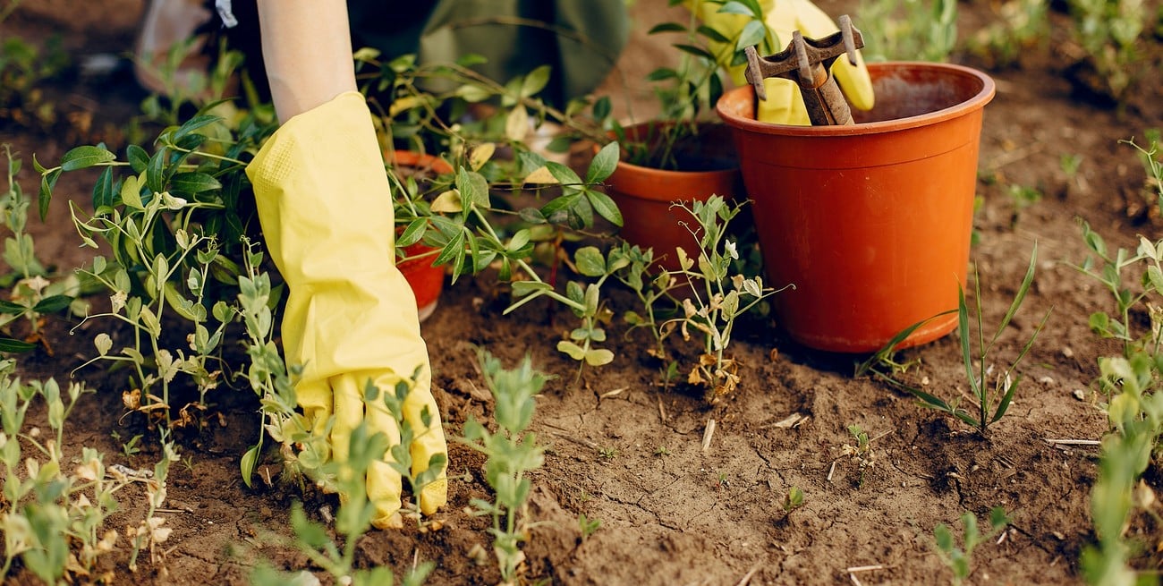 ¿Qué trabajos hay que hacer en el espacio verde cuando llega el otoño?