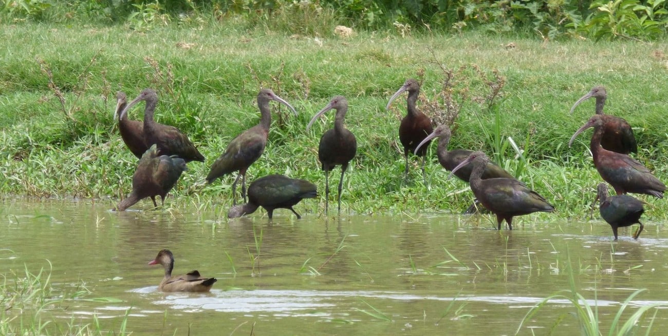Cuáles son esas llamativas aves que han llegado a los parques y las plazas de la ciudad de Santa Fe