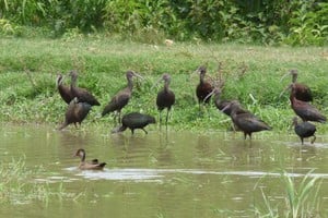 Se las puede ver en el Parque Federal, por ejemplo. Crédito: Gentileza Pablo Capovilla