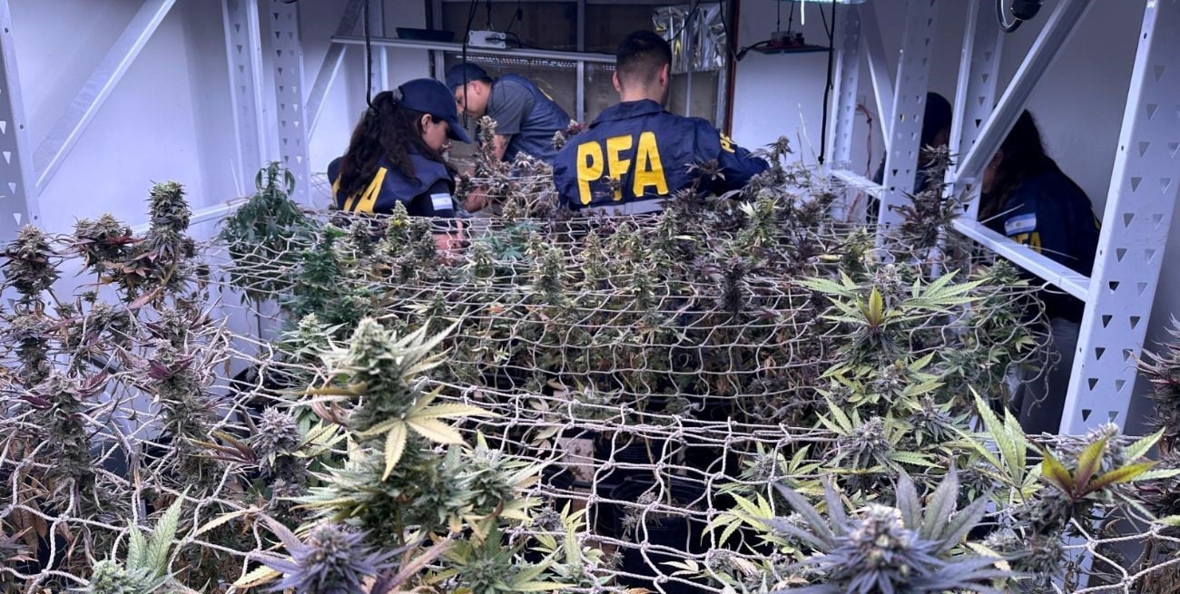 Producía y comercializaba marihuana en una vivienda de la ciudad de Rosario