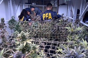 En el sofisticado vivero se producía marihuana de alta calidad. Foto: PFA