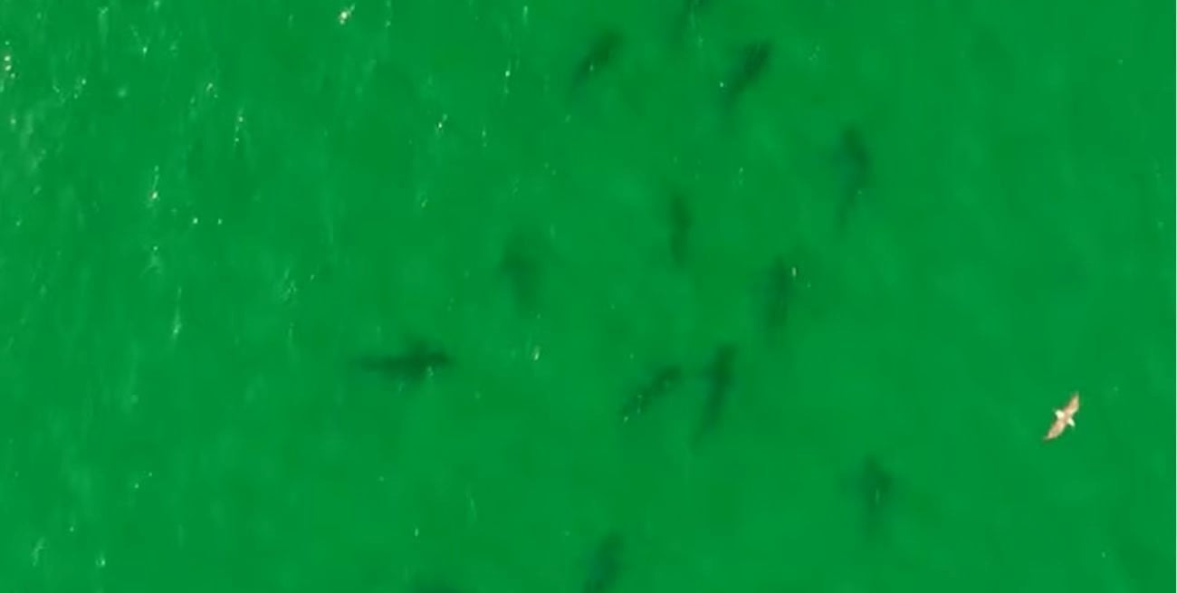 Escena inusual en la Patagonia: captaron más de 100 tiburones bacota en el Golfo San Matías