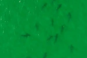 Los especialistas analizaron el video por el valor científico de una concentración tan numerosa de tiburones bacota.