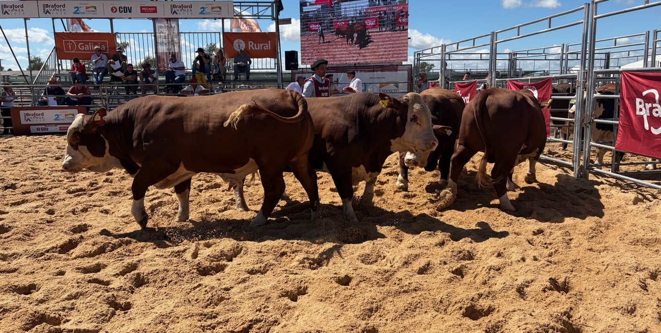 San Justo se consolida como polo ganadero con el reconocimiento de la Asociación Braford Argentina