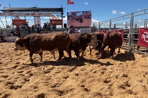 San Justo se consolida como el nuevo faro de la genética Braford en Santa Fe