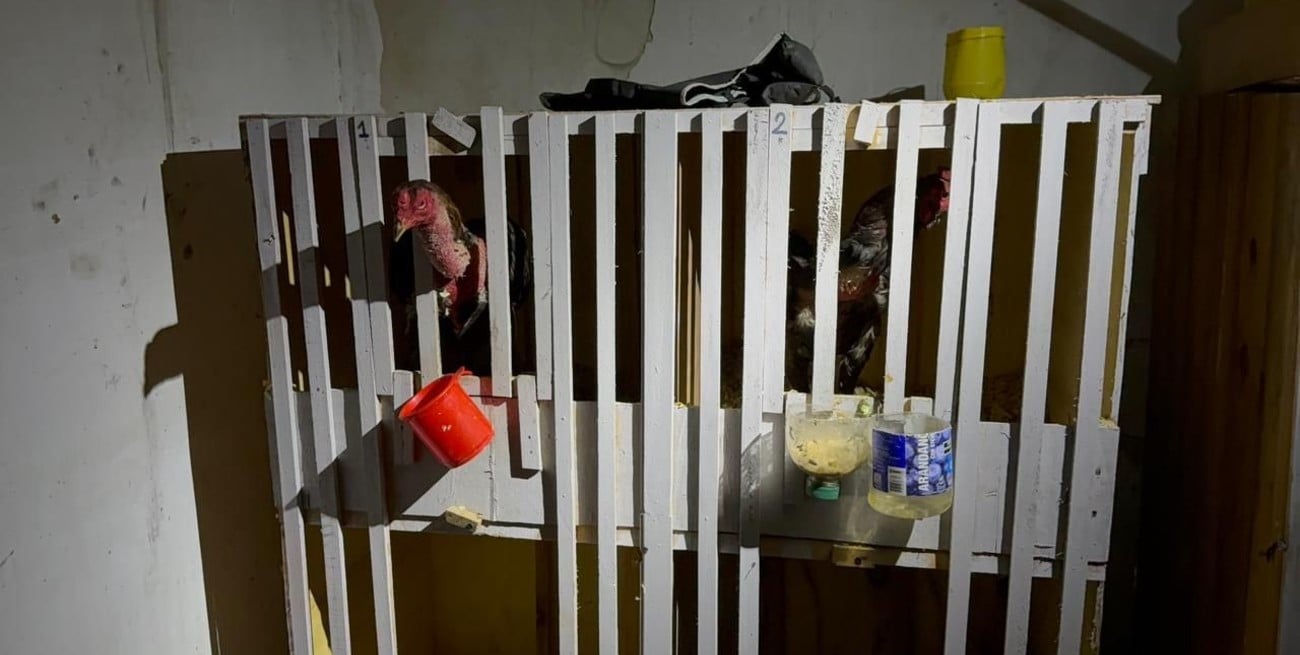 Armas, gallos de riña y cocaína: el combo de un delincuente santafesino investigado a tres puntas