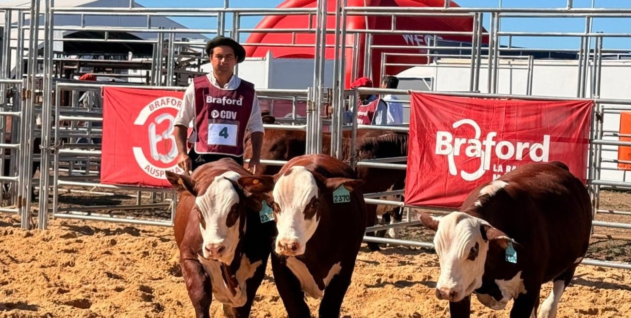 Braford Avanza: inteligencia artificial, exportación y genética impulsan el futuro de la ganadería