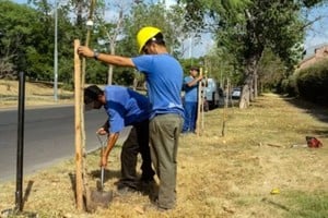 La forestación es una de las medidas de compensación habituales en las ciudades. Crédito: Municipalidad de Rosario
