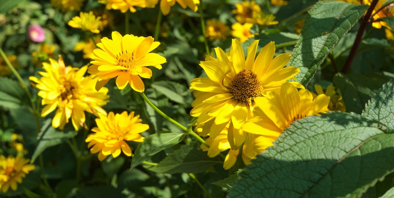 Caléndula, la flor ideal para sembrar en otoño