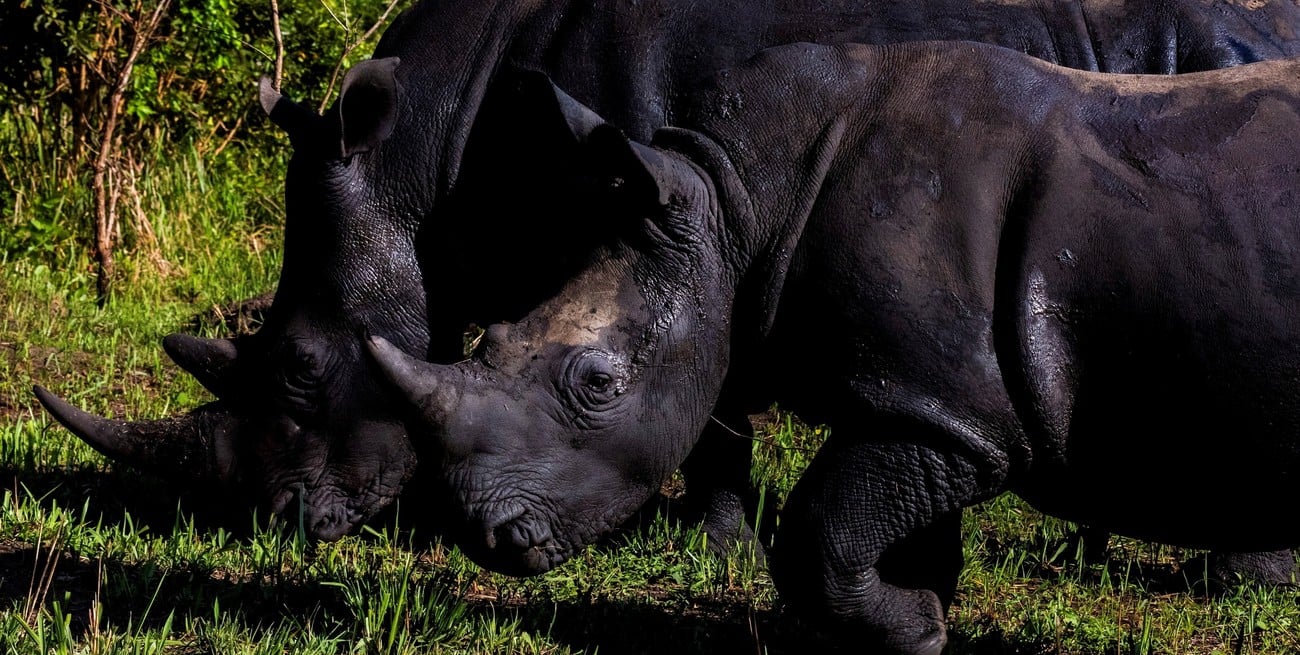 Los rinocerontes vuelven a la vida salvaje en Uganda
