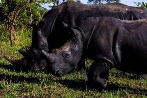 Los rinocerontes fueron tratados con cuidado durante su largo viaje.