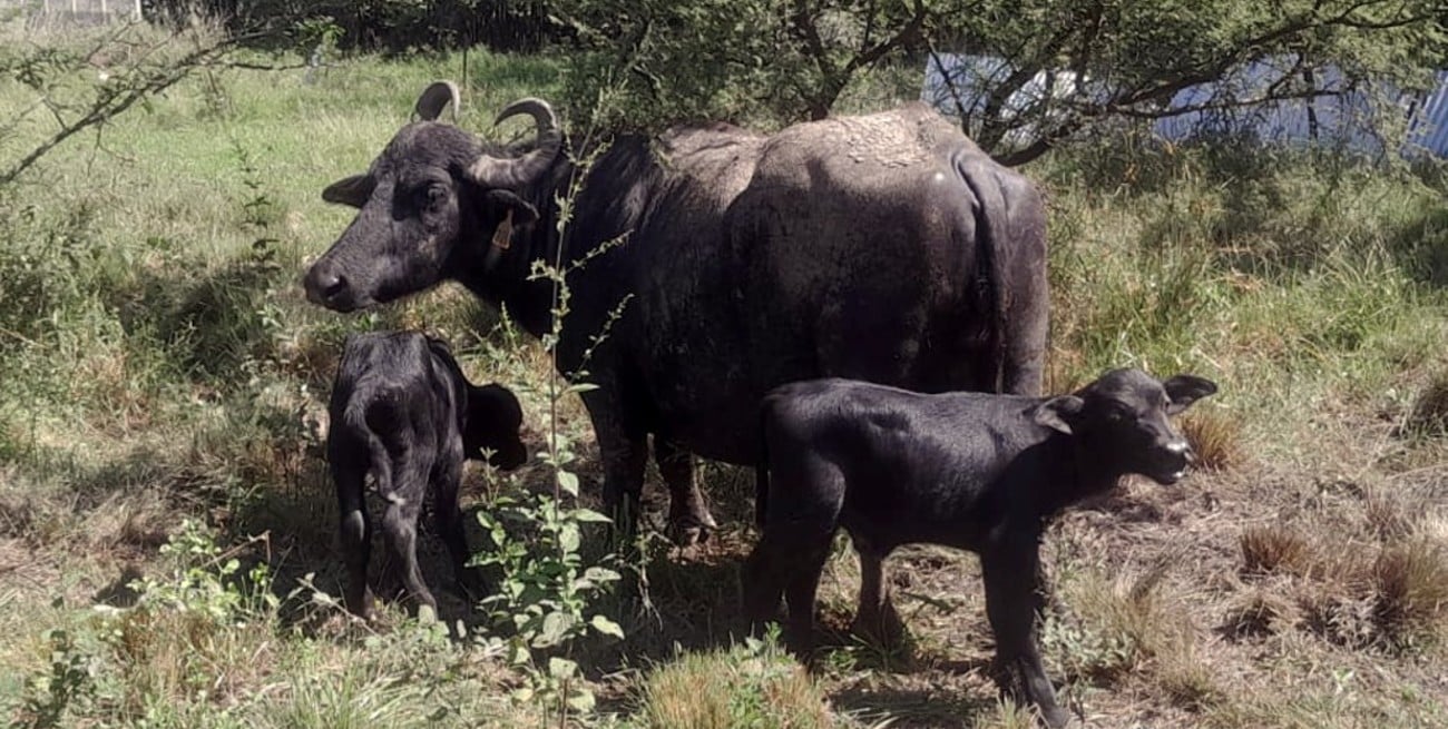 Hito productivo en Esperanza: nacen búfalos mellizos en la Escuela Granja