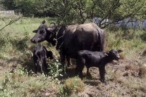 Hito productivo. Nacieron búfalos mellizos en la Escuela Granja