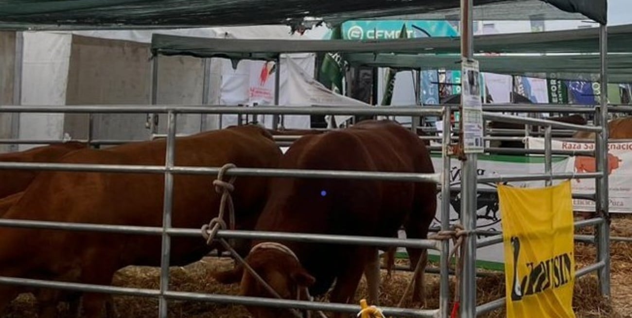 En Expoagro, Limousin mostró sus ventajas como raza carnicera