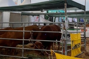 Interés por incorporar la raza a los rodeos comerciales