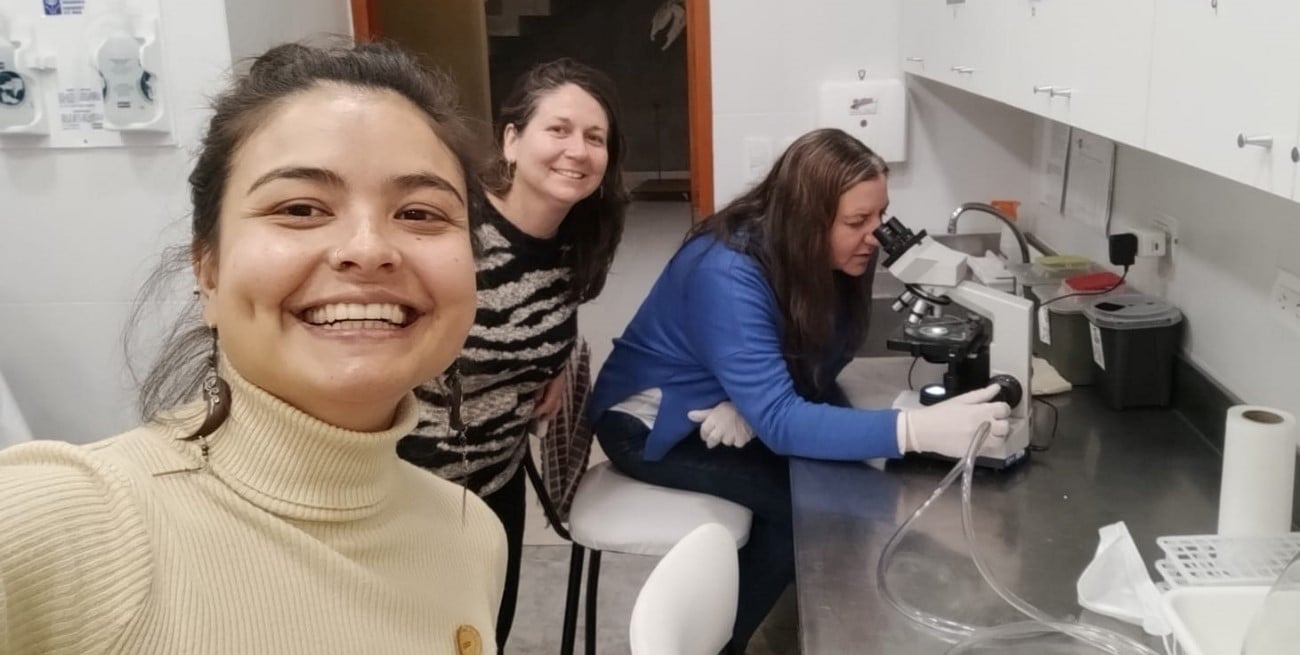 Investigan la presencia de microplásticos en carnes bovinas
