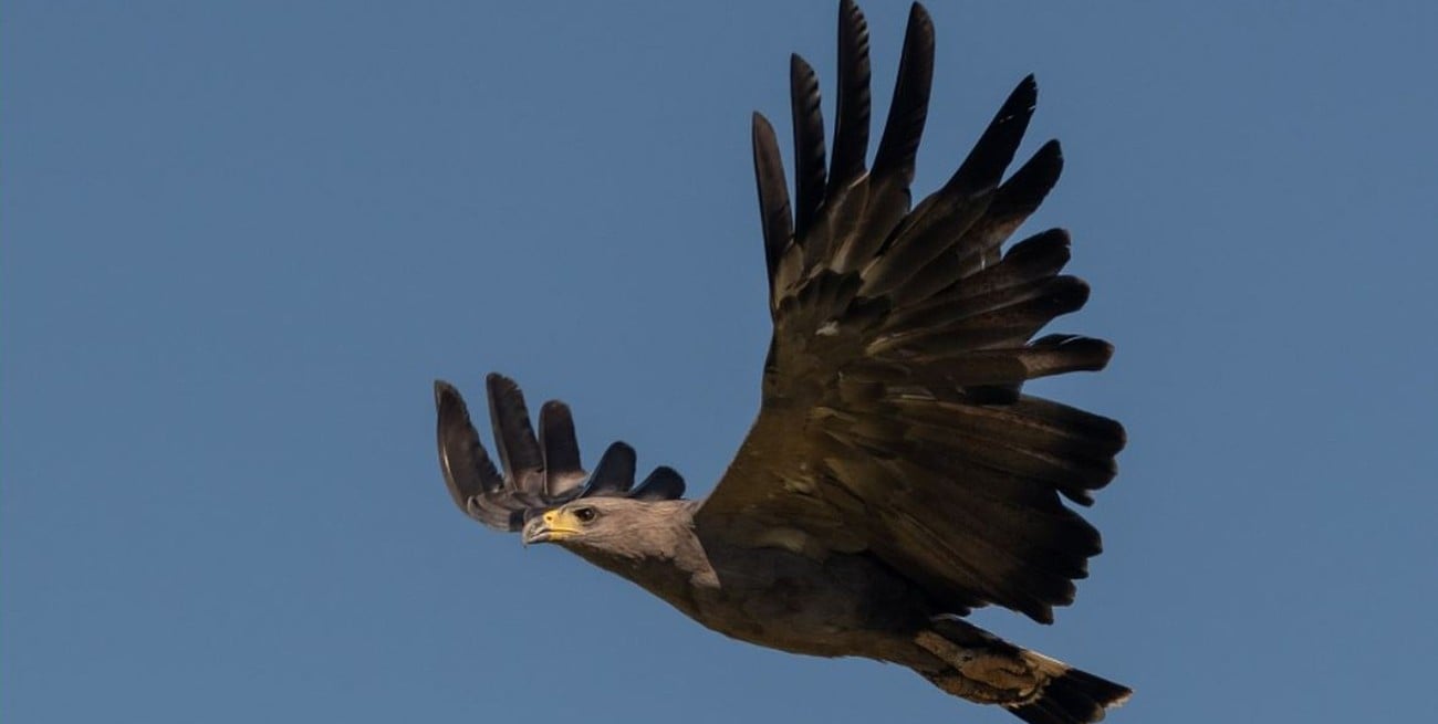 Las enseñanzas de "Yupanqui", el pichón de águila que se volvió un hito de la naturaleza en la Argentina
