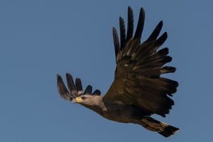 Un ejemplar de águila coronada (Buteogallus coronatus). Es una especie en peligro. Crédito: Gentileza