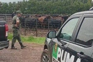 Recuperaron en Chabás 161 animales robados a un influencer del agro y buscan a un sospechoso