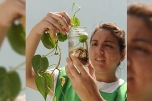 En la semana epidemiológica 11, desde el 9 y hasta el 19 de este mes, 44 barrios dieron positivo en presencia de vectores adultos.