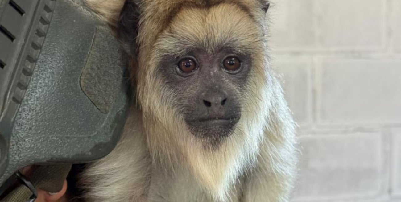 Hallaron un mono carayá en cautiverio en una vivienda de La Matanza