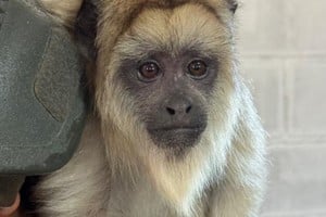 Gendarmería rescató un mono carayá tras una denuncia vecinal.