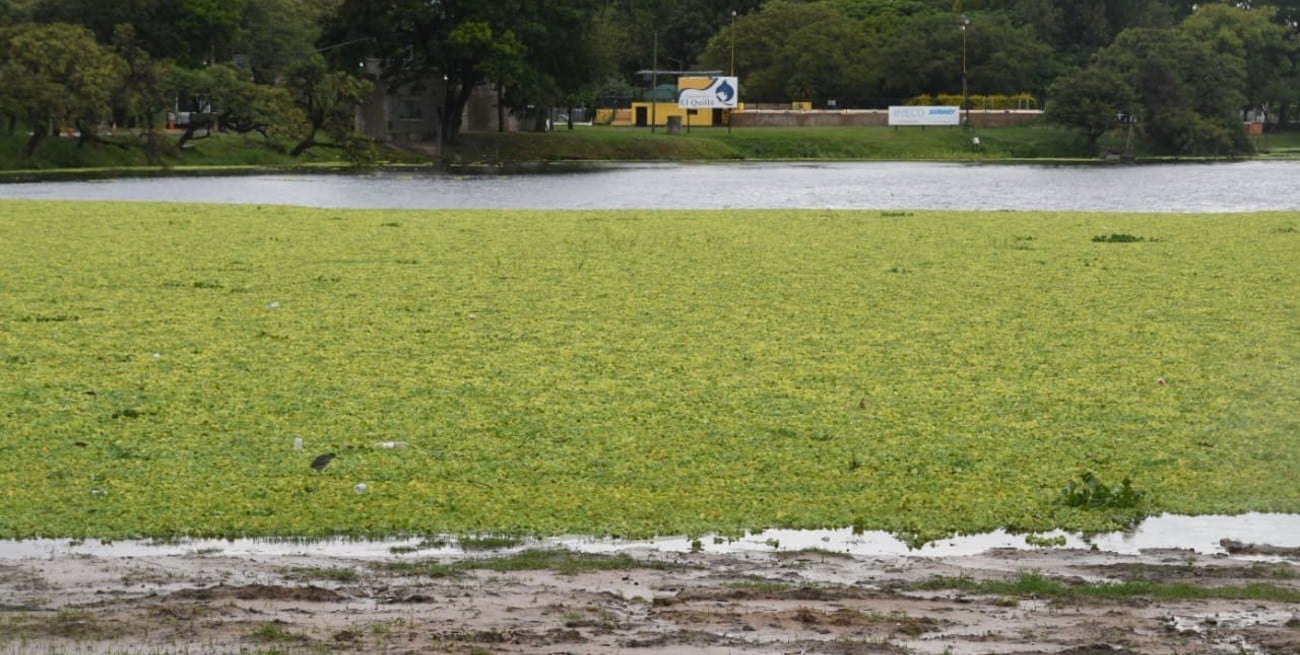 Desde El Quillá no le quitan la mirada a los repollitos del lago del Parque del Sur

