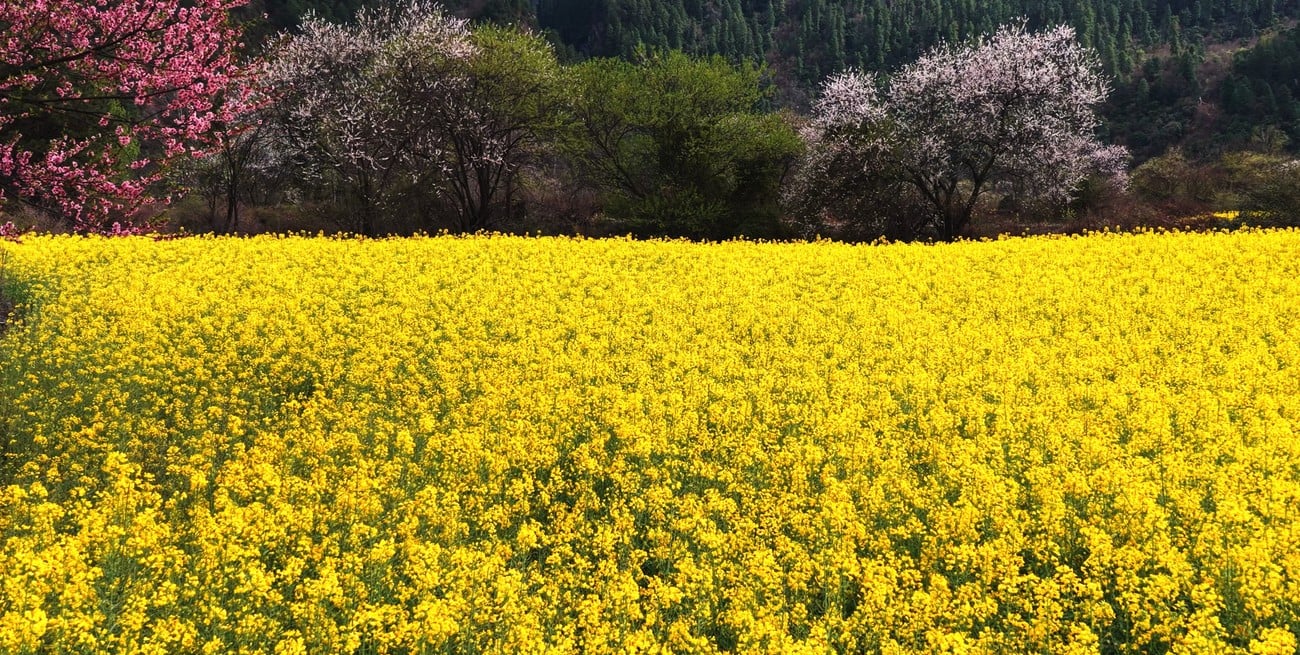 Carinata, camelina y colza: su rol en la intensificación de los sistemas agrícolas