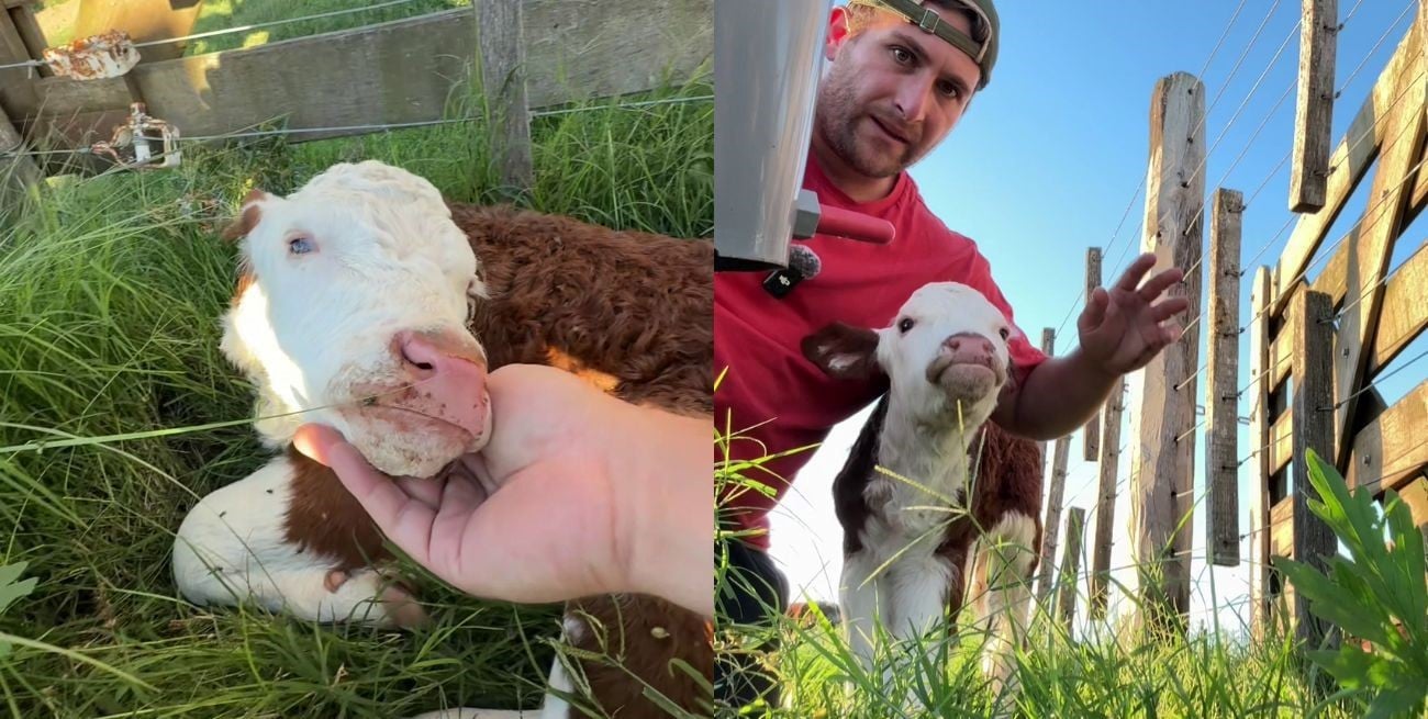 Raquel, la ternera que conmovió al país: una historia de supervivencia y el milagro de un veterinario cordobés