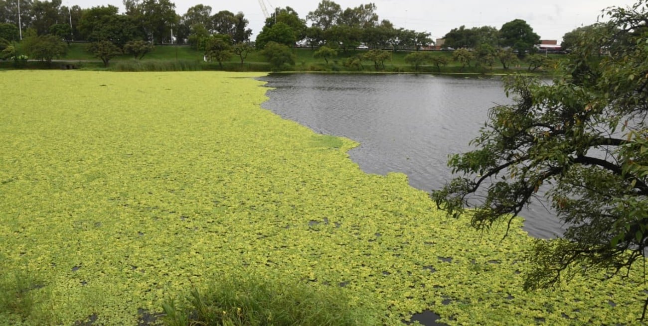 Volvieron los repollitos al lago del Parque Sur, ¿traerán la cosechadora acuática cordobesa?