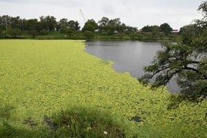 La línea que divide la superficie cubierta de repollitos y el resto del lago. Guillermo Di Salvatore
