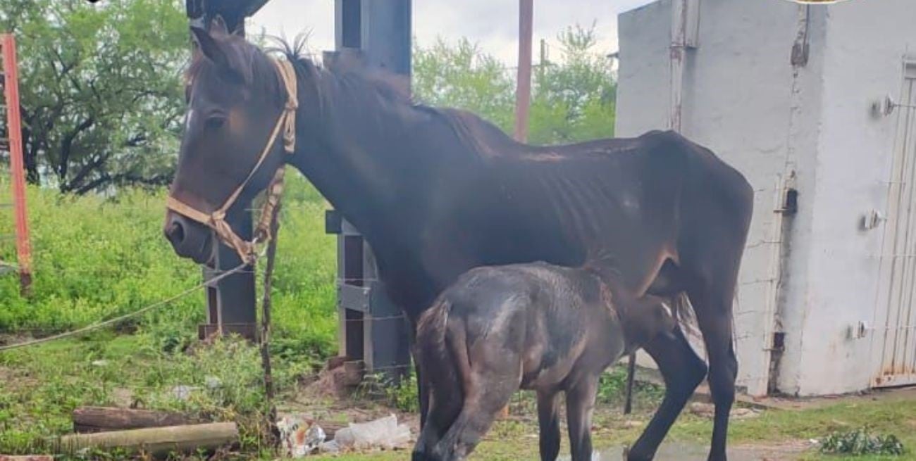 Rescataron dos yeguas y dos potrillos en muy mal estado en Laguna Paiva