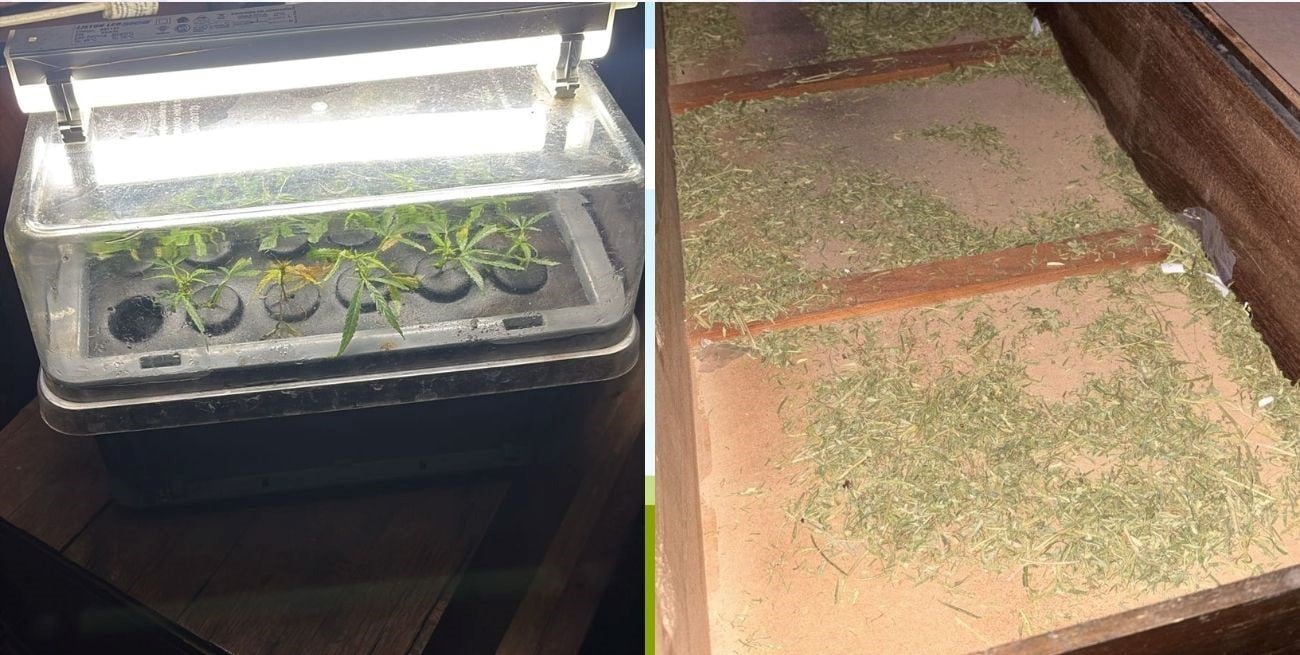 Lo detuvieron por violento y le encontraron un vivero de marihuana en la casa
