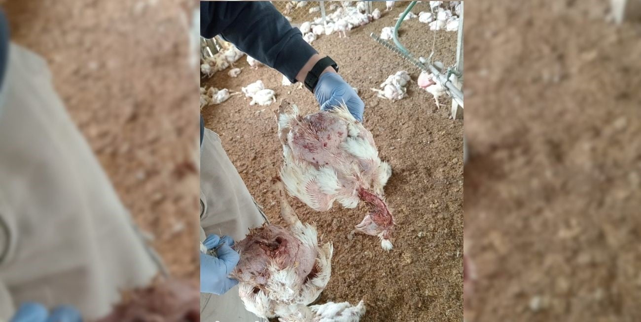 Perros matan más de 3 mil pollos en una granja de Recreo Sur