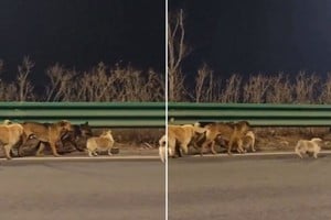 Entre los animales que escaparon aparecía un pastor alemán herido, escoltado por el resto de la manada.