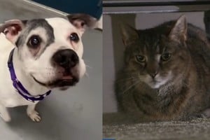 Forty y Artemis regresaron con sus familias gracias a los microchips.