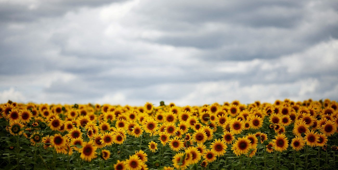 El girasol argentino se expande y proyecta un salto histórico en producción