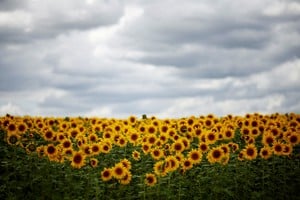 “Un mar de girasol”: fuerte crecimiento y ambiciosas proyecciones del sector