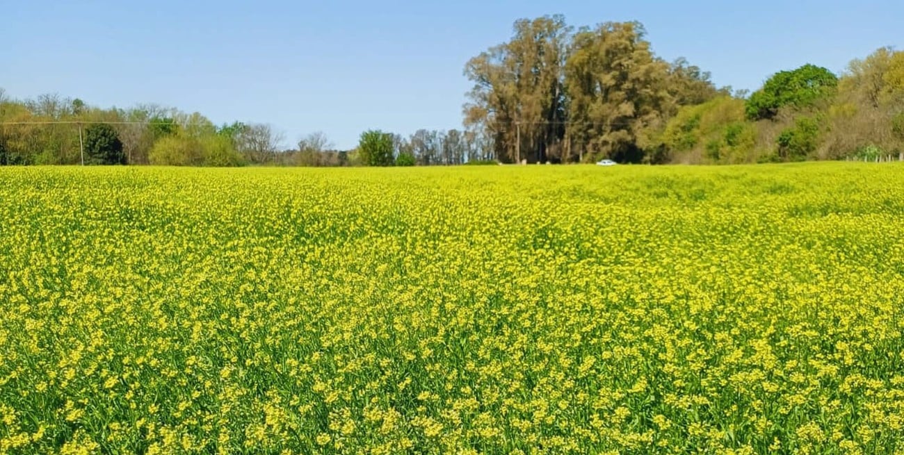 Un invierno con campos amarillos podría prometer más dólares para Santa Fe
