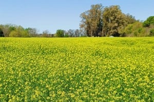 Bunge y Chevron tienen inversiones de Camelina en Pergamino.