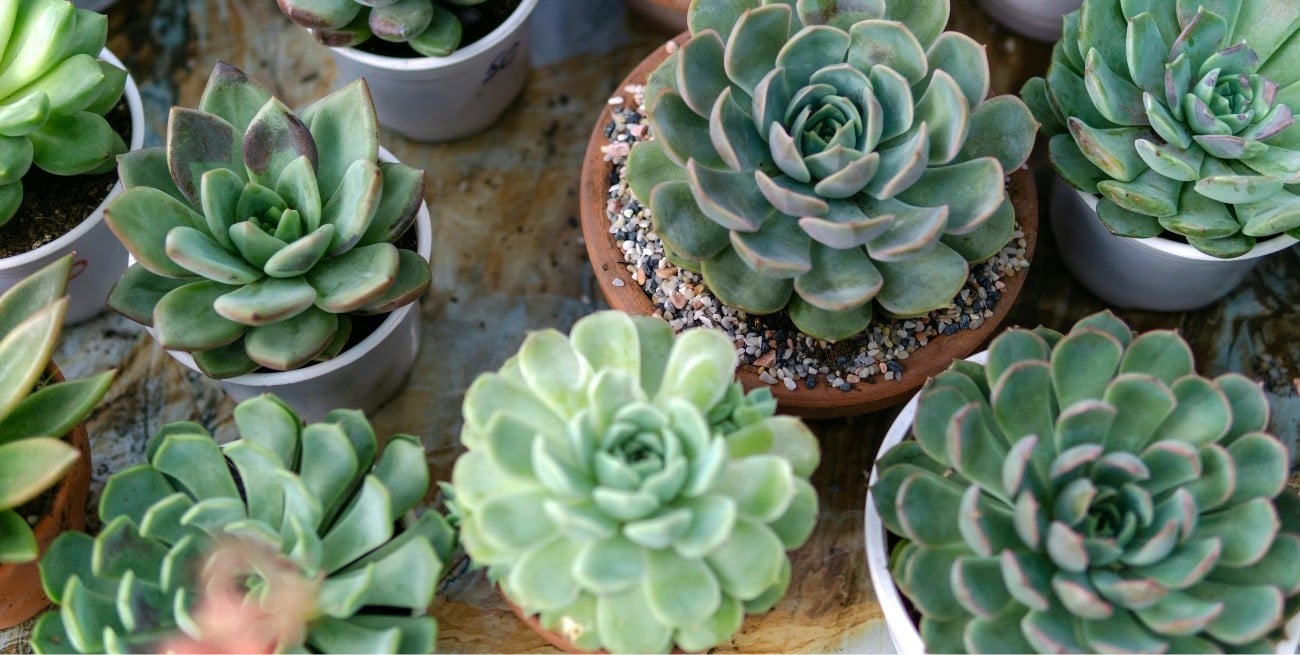 Secretos para mantener tus suculentas sanas y fuertes