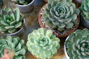 Belleza natural que prospera con atención y paciencia.