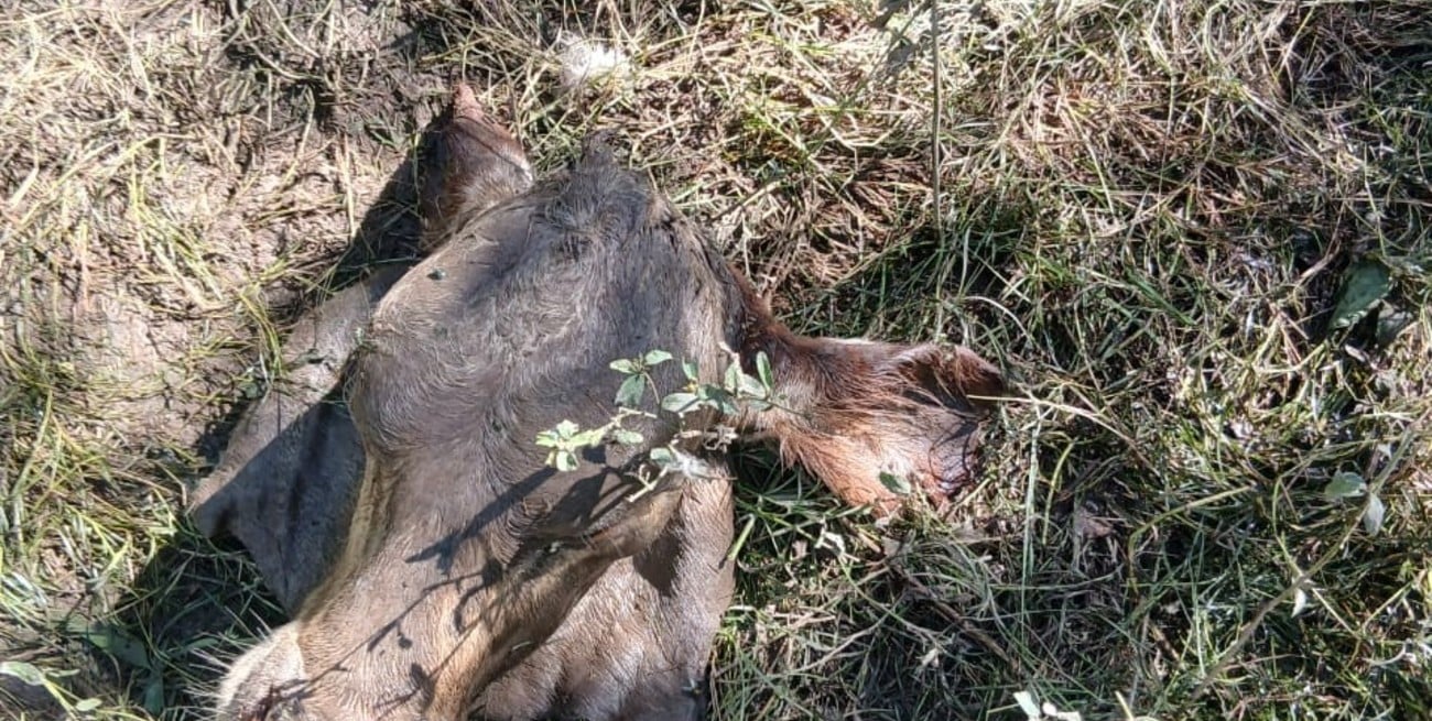 Crece el abigeato en San Javier y productores denuncian falta de respuestas