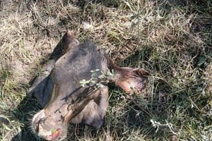 Recrudeció el abigeato en la región: productores denuncian falta de respuestas pese a reiteradas reuniones