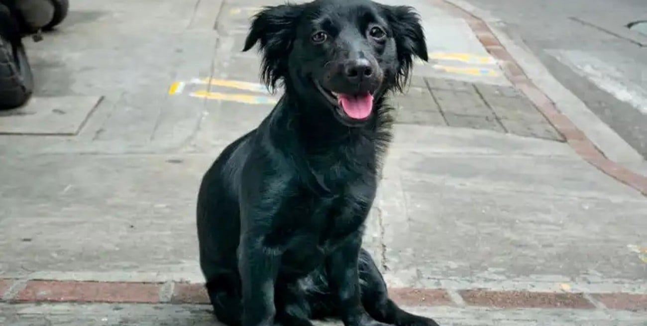 Venado Tuerto pone en marcha un registro de hogares de tránsito para mascotas