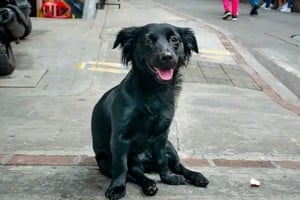 Los animales recibirán atención individualizada en un entorno adecuado.