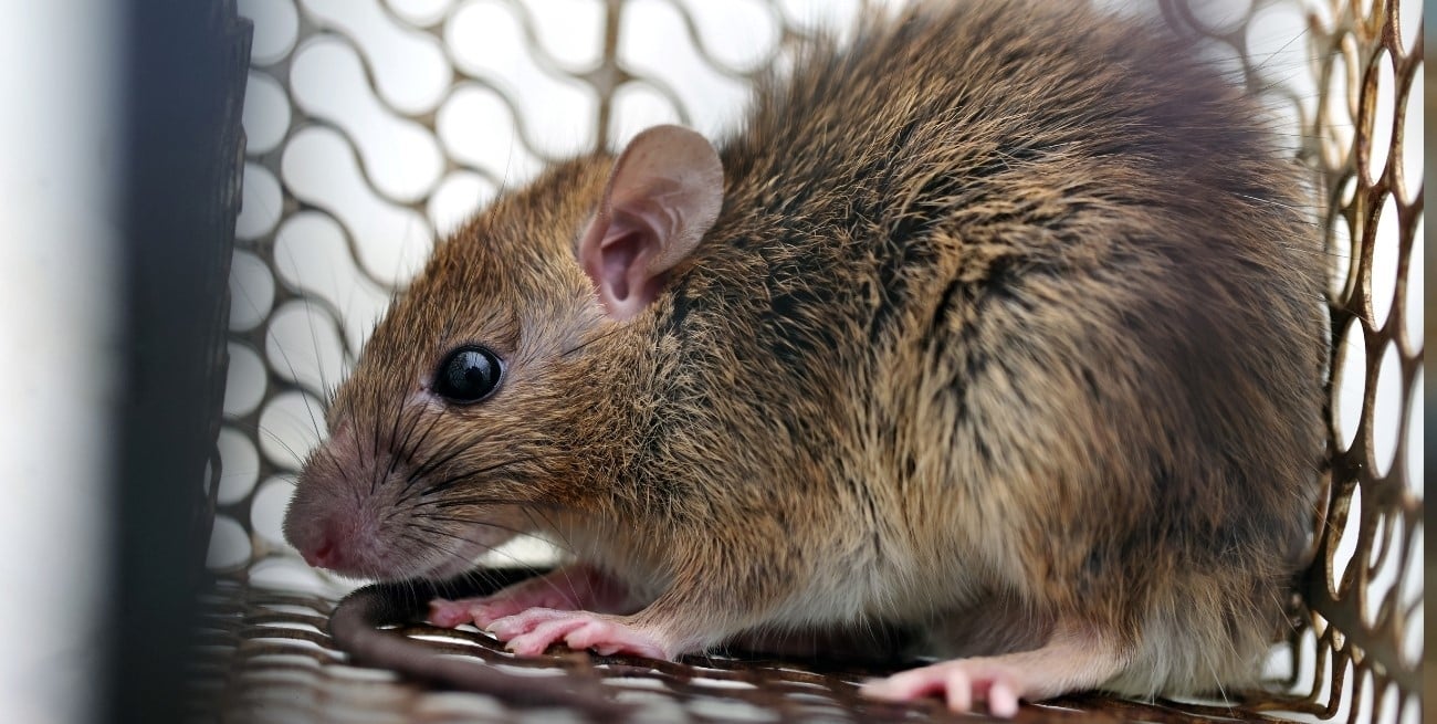 Suben los casos de leptospirosis, coqueluche y dengue en el país