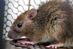 Uno de los incrementos más marcados corresponde a la leptospirosis